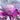 Zifeng Purple Cabbage Seeds, 1g