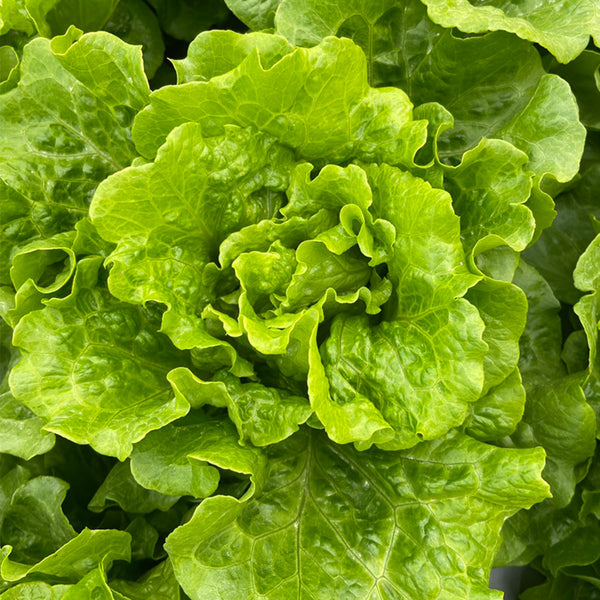 'Lvmei' Italian Lettuce Seeds, 25g