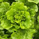 'Lvmei' Italian Lettuce Seeds, 25g