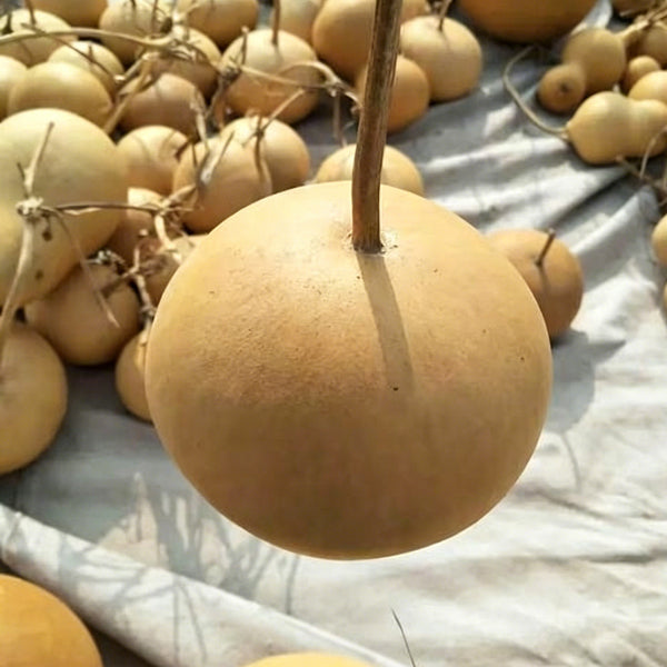Small Apple Gourd, 10 Seeds
