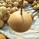 Small Apple Gourd, 10 Seeds