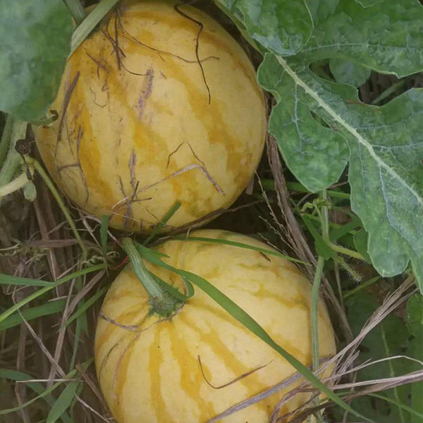 Golden No.3 Watermelon Seeds, Pack of 100