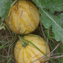 Golden No.3 Watermelon Seeds, Pack of 100