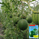 'Huang Xiaoyu' Watermelon Seeds, 10g