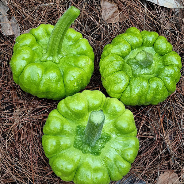 Qihe Agriculture Jiangbing Pumpkin, 50 Seeds
