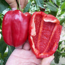 Red Bell Pepper Seeds, 20 Seeds