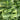 Jiemei Fast-growing Baby Bok Choy Seeds, 20g