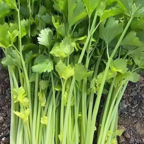 Four Seasons Fragrant Celery Seeds, 5g