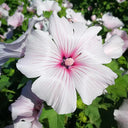 Flower Mallow (Lavatera trimestris) Seeds, 100 Seeds