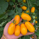 1065 Taigu Cherry Tomato, 5 Seeds