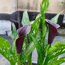 'Chief' Calla Lily, 16/18cm Circumference, 1 Bulb