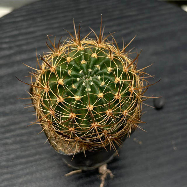 Lobivia Cactus, 3-4cm