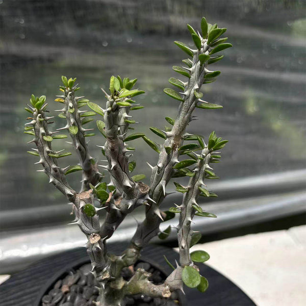 Alluaudia montagnacii, 8-10cm