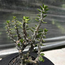 Alluaudia montagnacii, 8-10cm