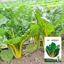 Jiayuan Golden Chard Seeds, 10g