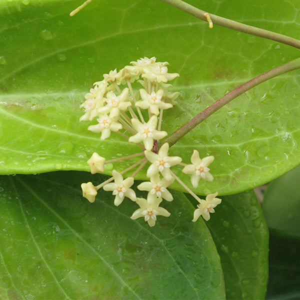 Hoya merrillii, 2 Cuttings