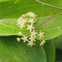 Hoya merrillii, 2 Cuttings
