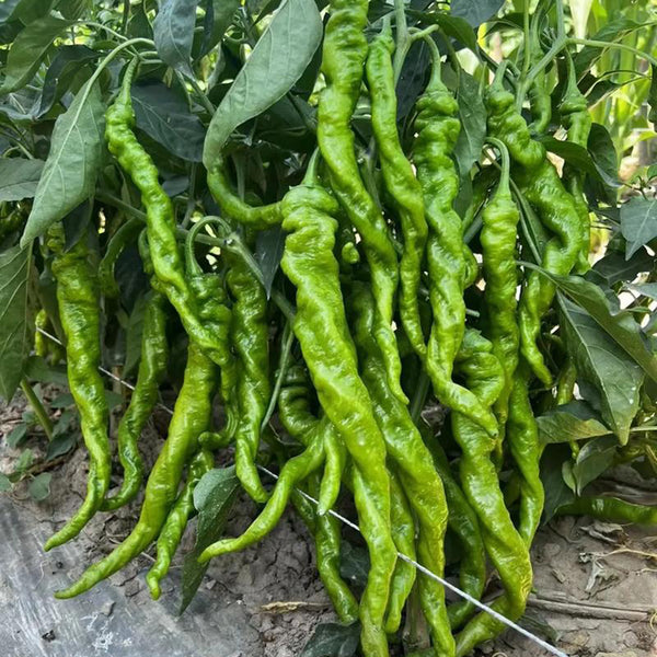 Julong 828 Long Pepper Seeds, 1000 Seeds