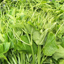Feizai Pumpkin Shoot Seeds, 20g