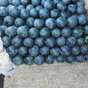 'Black Landmine' Watermelon Seeds