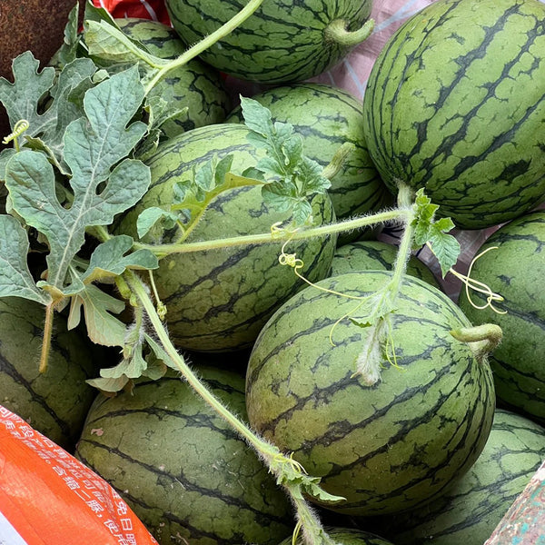 'Huang Xiaoyu' Watermelon Seeds, 10g