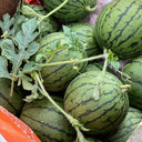'Huang Xiaoyu' Watermelon Seeds, 10g