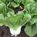'Huanghe 437' Bok Choy Seeds, 10g