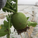 Xinbaoda Ice Cream Radish Seeds, 5g