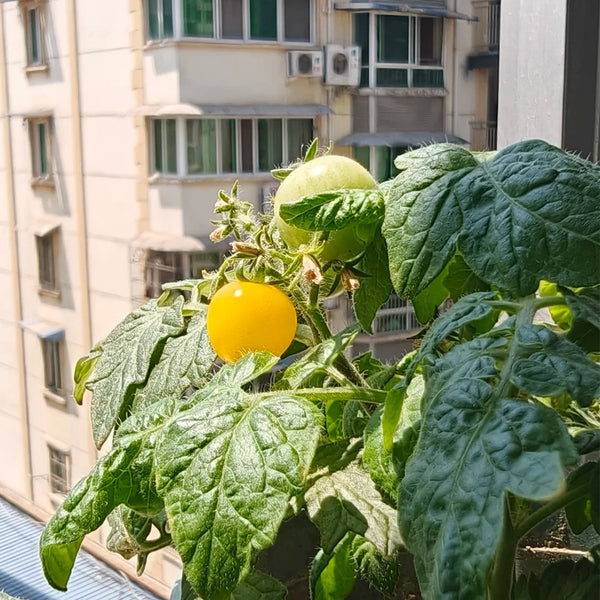 Dwarf Yellow Potted Cherry Tomato, 100 Seeds