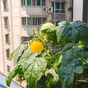 Dwarf Yellow Potted Cherry Tomato, 100 Seeds