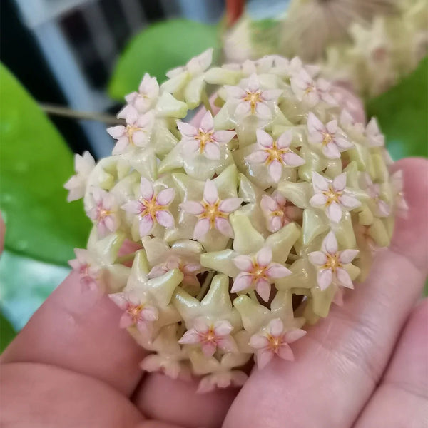 Hoya balaensis, 1 Cutting