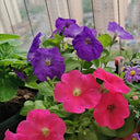 Petunia, 500 Seeds