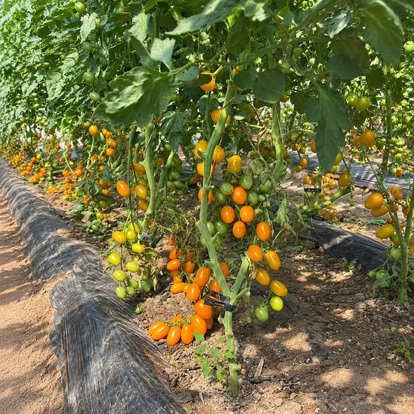 W1311 Chengduoduo F1 Orange Grape Tomato, 5 Seeds
