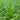 Fairy Green Perennial Ryegrass Seeds, 200g