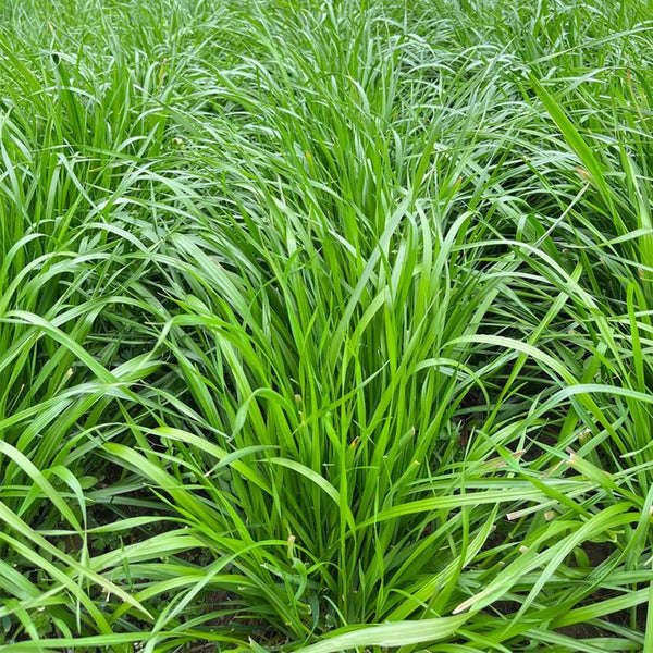 Fairy Green Perennial Ryegrass Seeds, 200g