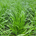 Fairy Green Perennial Ryegrass Seeds, 200g