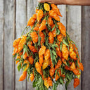 Habanada Sweet Pepper, 10 Seeds