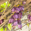 Evergreen Mucuna, 10 Seeds