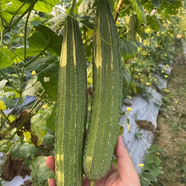 Huaxiu Sponge Gourd Seeds, 10g