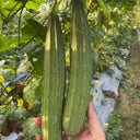 Huaxiu Sponge Gourd Seeds, 10g