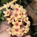 Hoya cutis-Porcelana, 3 Cuttings