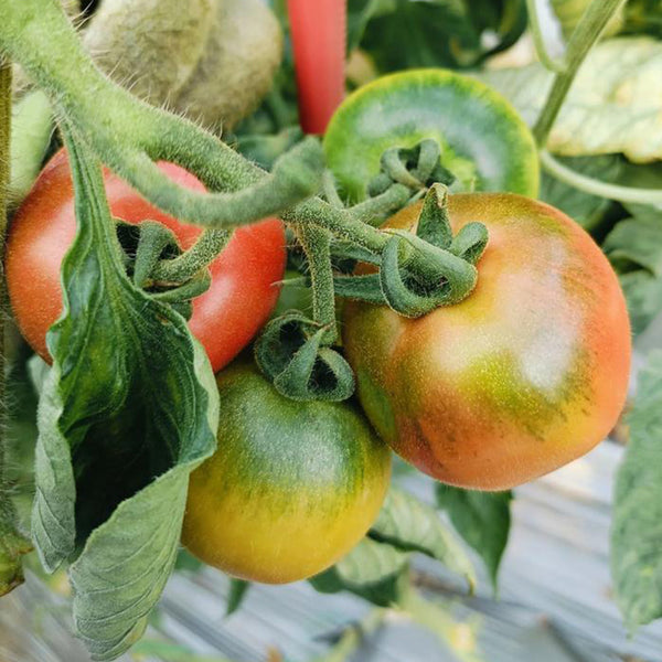 Sweet Heart Fruit Tomato, 100 Seeds