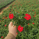 Red Sweet William Seeds, 500 Seeds
