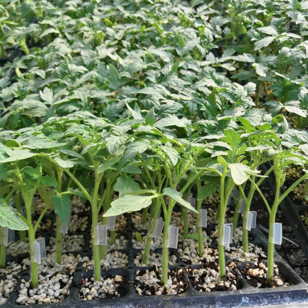 Qingyuan Rootstock, 20 Seeds