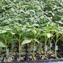 Qingyuan Rootstock, 20 Seeds