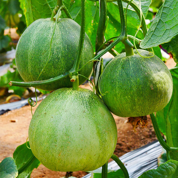 Emerald No.9' Dark Green Sweet Melon Seeds, 50 Seeds