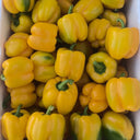 Yellow Bell Pepper Seeds, 20 Seeds