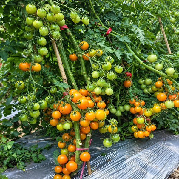 50 Yellow Romance Cherry Tomato, 3 Seeds