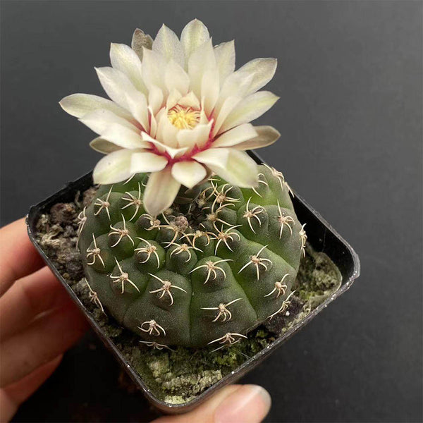 Gymnocalycium quehlianum 'White Spines', 3-4cm