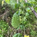 'Hei Wawa' Small Spiny Black Bitter Melon Seeds, 5 Seeds